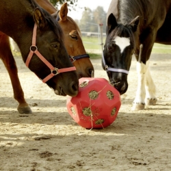 Picture of HEUBOY FEED and PLAY BALL - Red